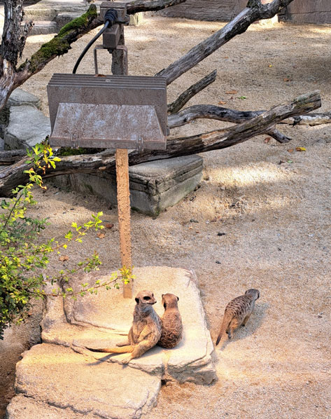 Das Bild zeigt eine Gruppe von Erdmännchen in einer scheinbar künstlichen Umgebung. Zwei der Erdmännchen sitzen zusammen auf einem Felsen, während ein drittes im Sand steht. Im Hintergrund befinden sich Baumstämme und ein großer Scheinwerfer, der auf die Erdmännchen gerichtet ist. Der Boden ist mit Sand bedeckt, was auf eine Nachbildung ihres natürlichen Lebensraums hindeutet.